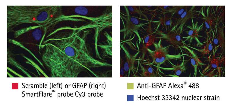 Figure 2. Simultaneous detection of astrocyte GFAP protein and GFAP mRNA in rat primary astrocytes.